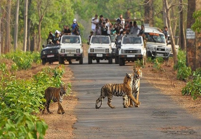 Nainital Corbett Kausani Package