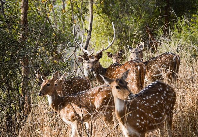 Sariska National Park One Day Trip