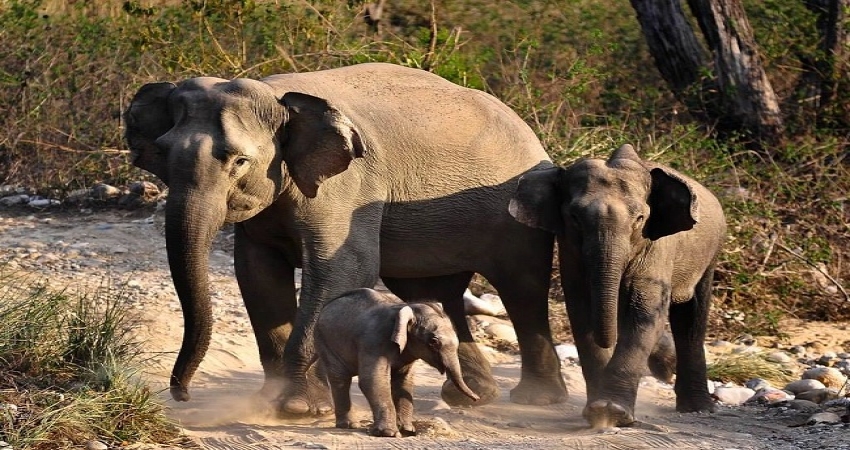 Jim Corbett Packages