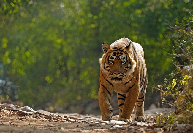 Agra Jaipur Ranthambore Tour 