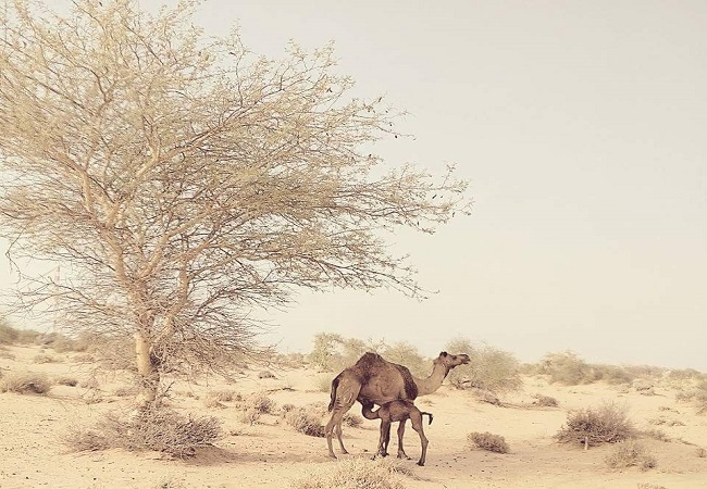 Delhi Agra Jaipur Jodhpur Jaisalmer Package